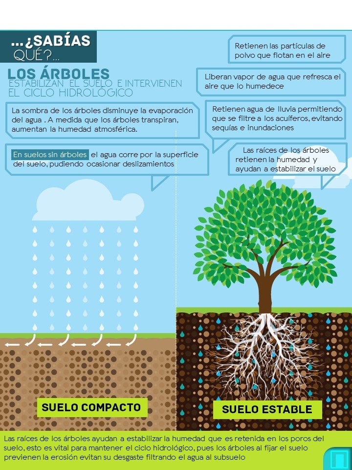 plantar un árbol