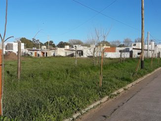 Arbolado 1