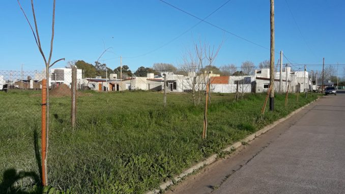 Arbolado 1