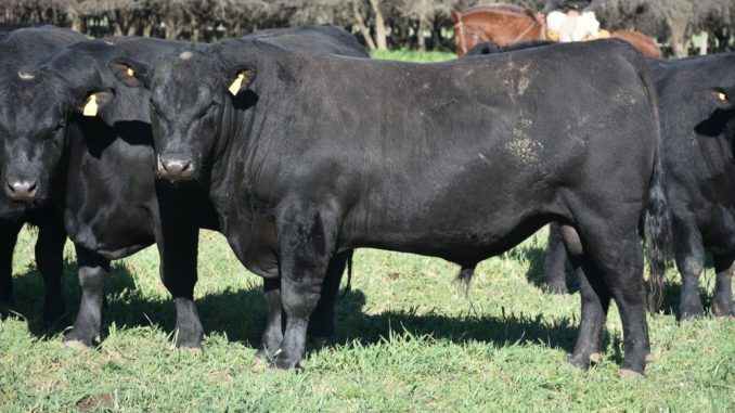 Toro