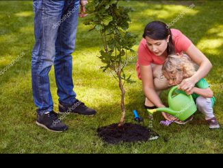 Mother and child watering small tree in garden