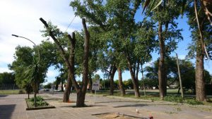 Arboles Poli