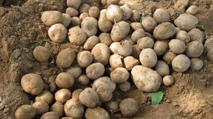 Papas
