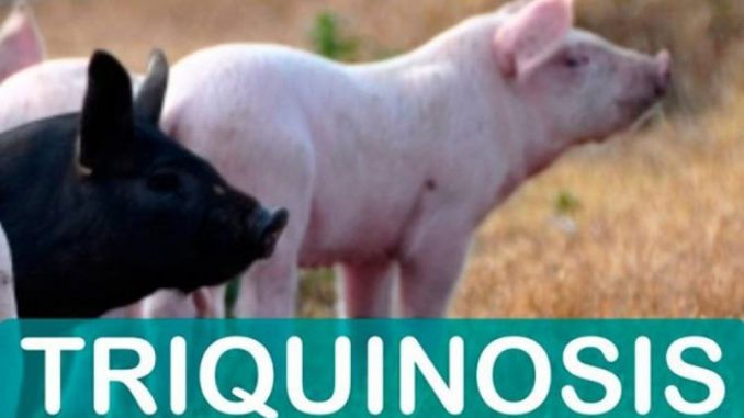 Triquinosis