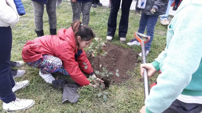 Plantacion 2