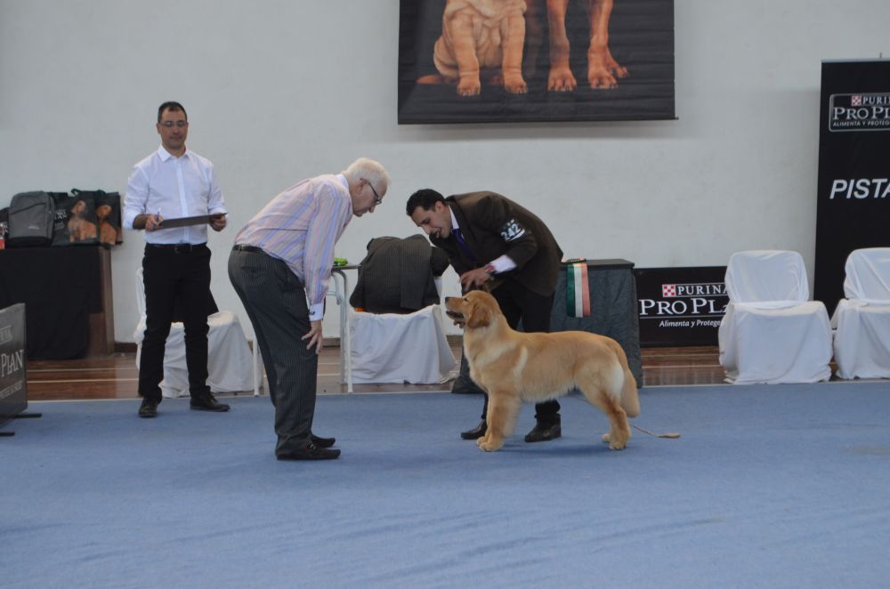 Expo Canina 2019 (12)