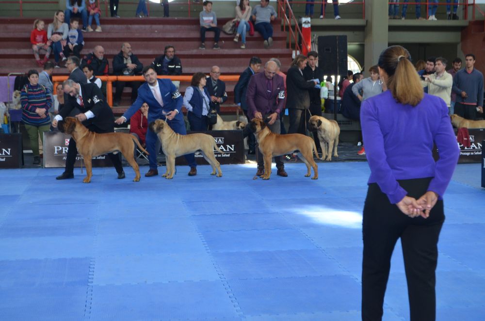 Expo Canina 2019 (6)