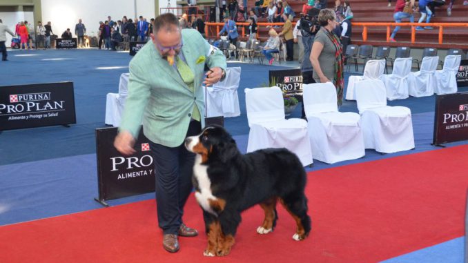 Exposicion Canina (16)