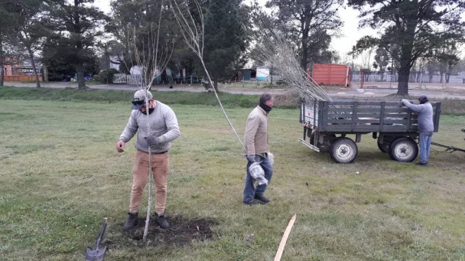 Arbolado (2)