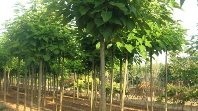 Ejemplar Catalpa