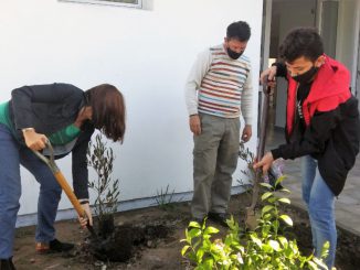 Arbol - Escuela Secundaria 2 (2)