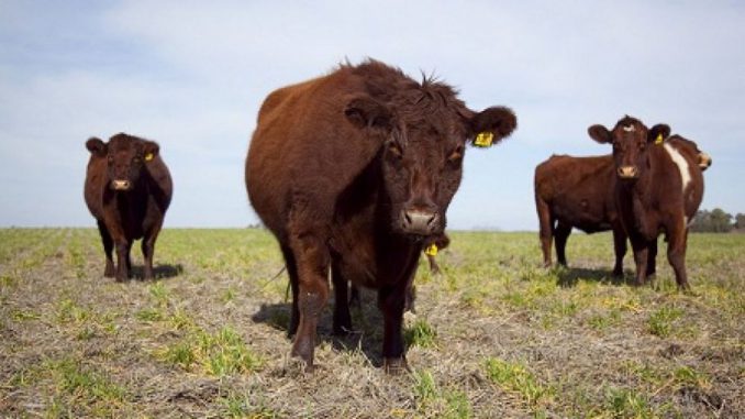 Toros