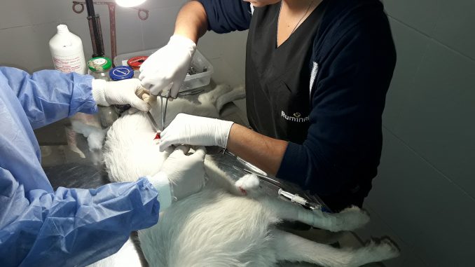 Castracion 1