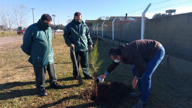 Plantacion de Arbol