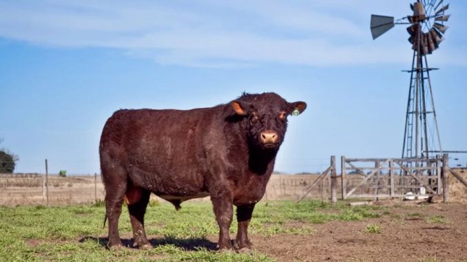 Toro