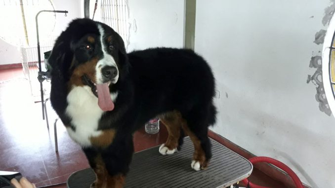 Exposicion Canina (6)