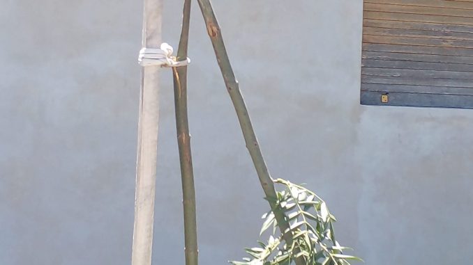 PLANTAS 2