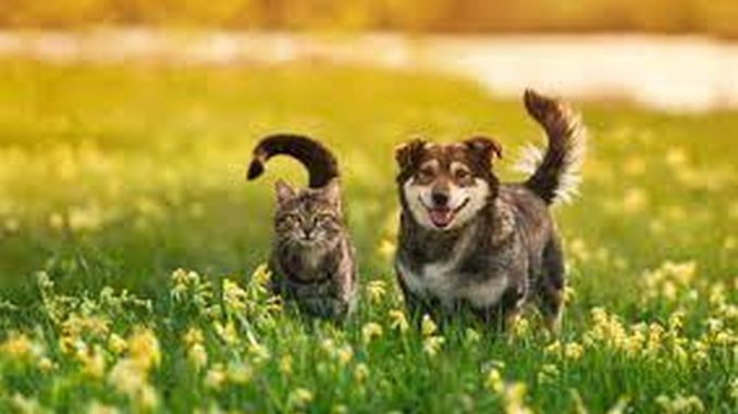 Gato y Perro