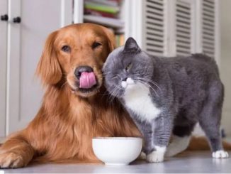 Perro y gato