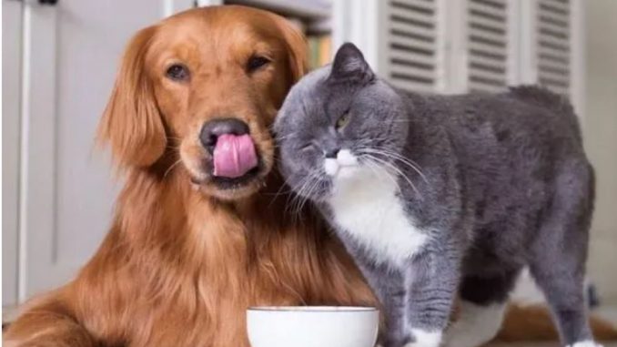 Perro y gato