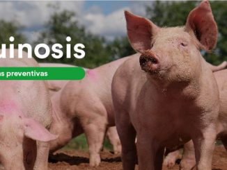 Triquinosis
