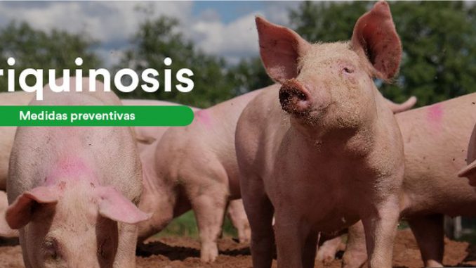 Triquinosis