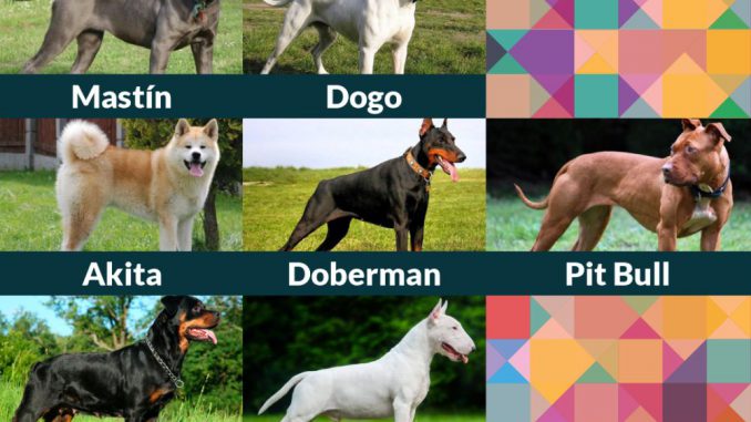 Link Perros Peligrosos