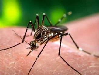 Dengue