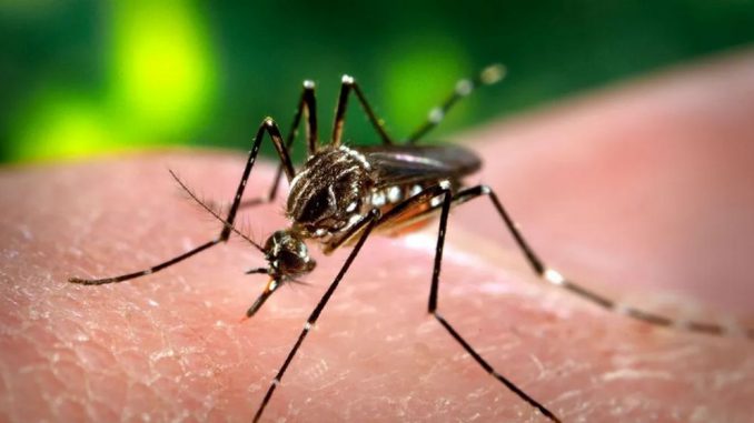 Dengue