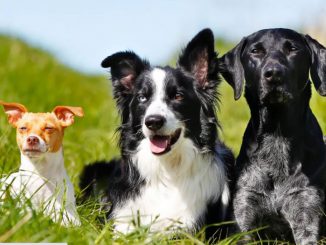 Perros