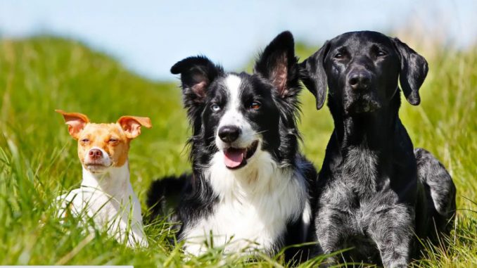 Perros
