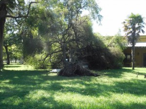 Arboles 1