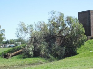 Arboles 2