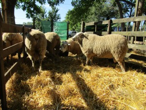 Muestra Ovina 2016 (1)