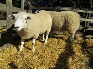 Muestra Ovina 2016 (2)