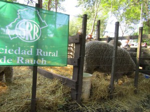 Muestra Ovina 2016 (4)